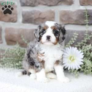 Beau, Cavapoo Puppy